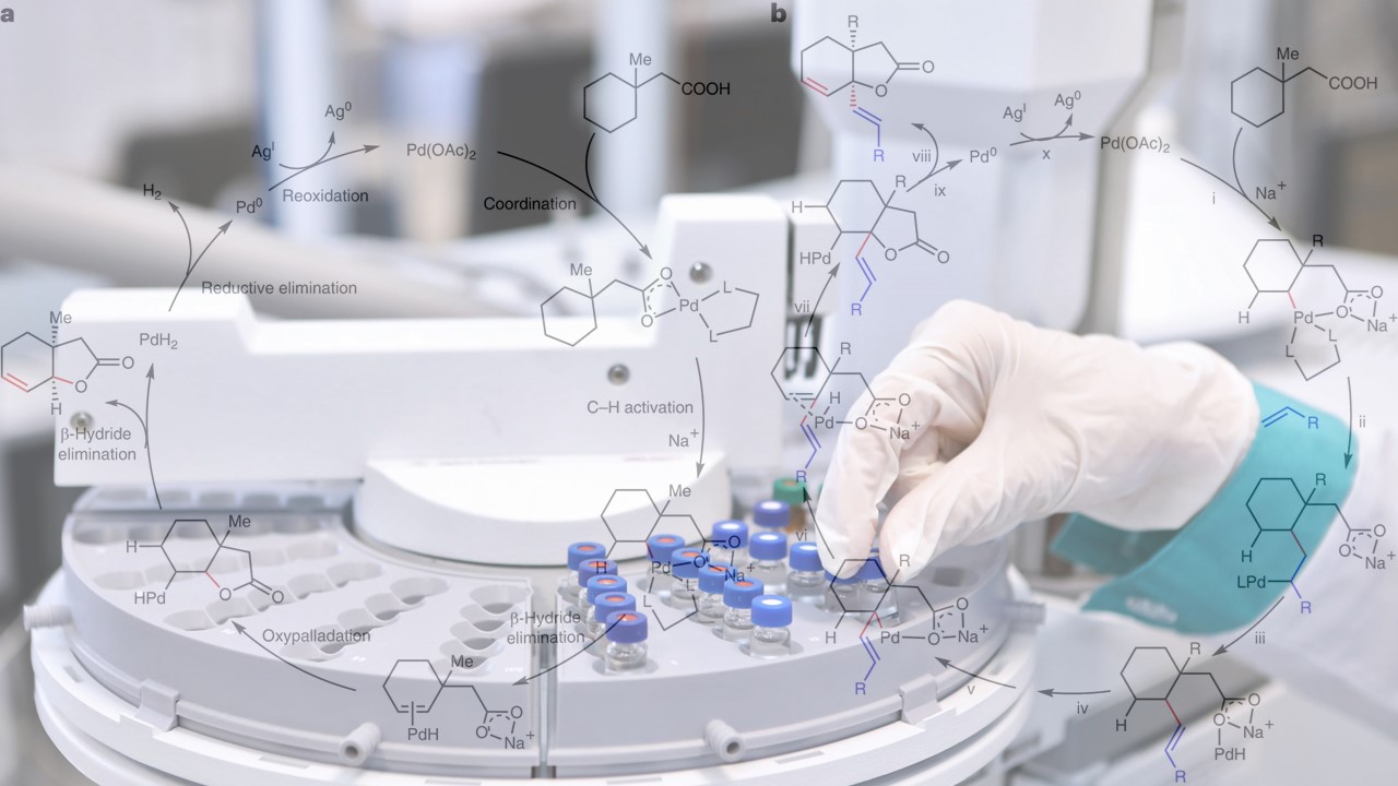 A counterintuitive chemical reaction to simplify the production of biologically important compounds